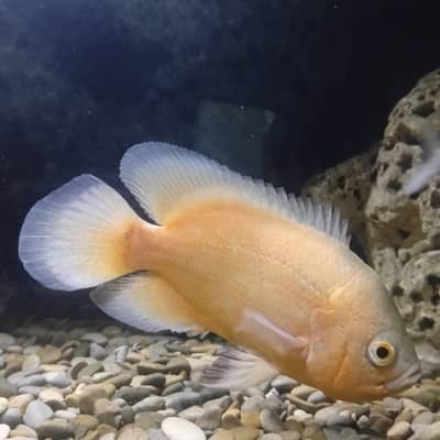 Oscar fish for sale - Full active