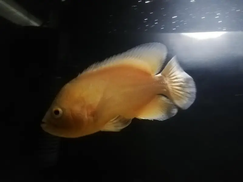 Oscar fish for sale - Full active — photo 2