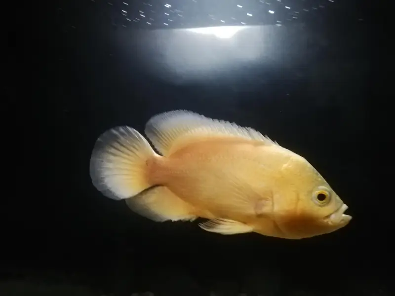 Oscar fish for sale - Full active — photo 3