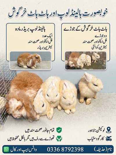 Holland loop breeder female for sale 03368792398