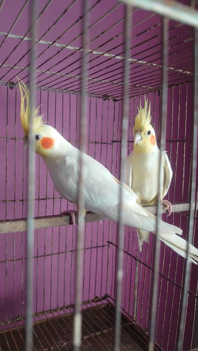 Cream Cockatiel Adult Pair