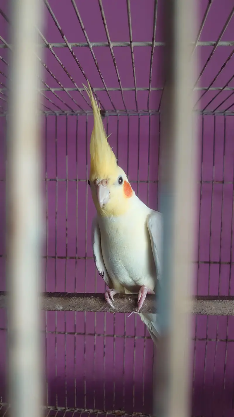 Cream Cockatiel Adult Pair — photo 2
