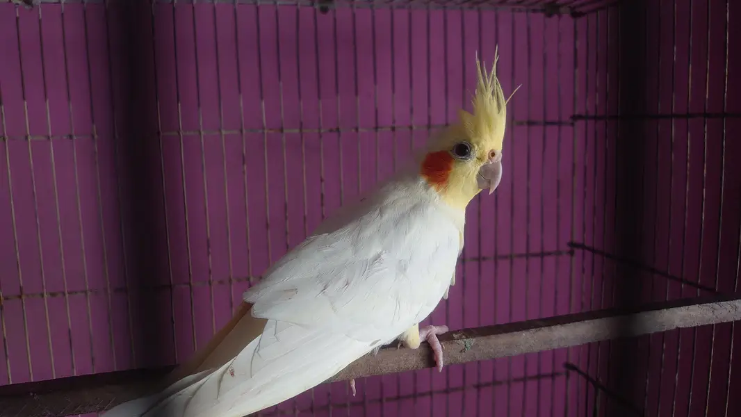 Cream Cockatiel Adult Pair — photo 3