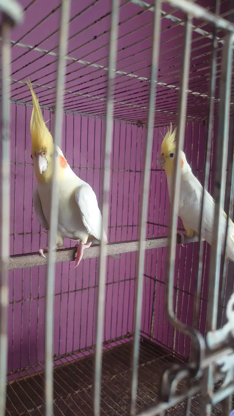 Cream Cockatiel Adult Pair — photo 4