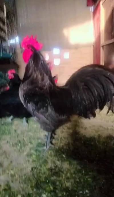 Australorp heritage fresh and fertile eggs available