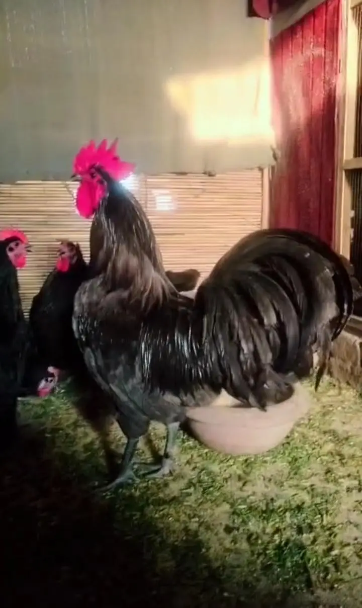 Australorp heritage fresh and fertile eggs available — photo 2