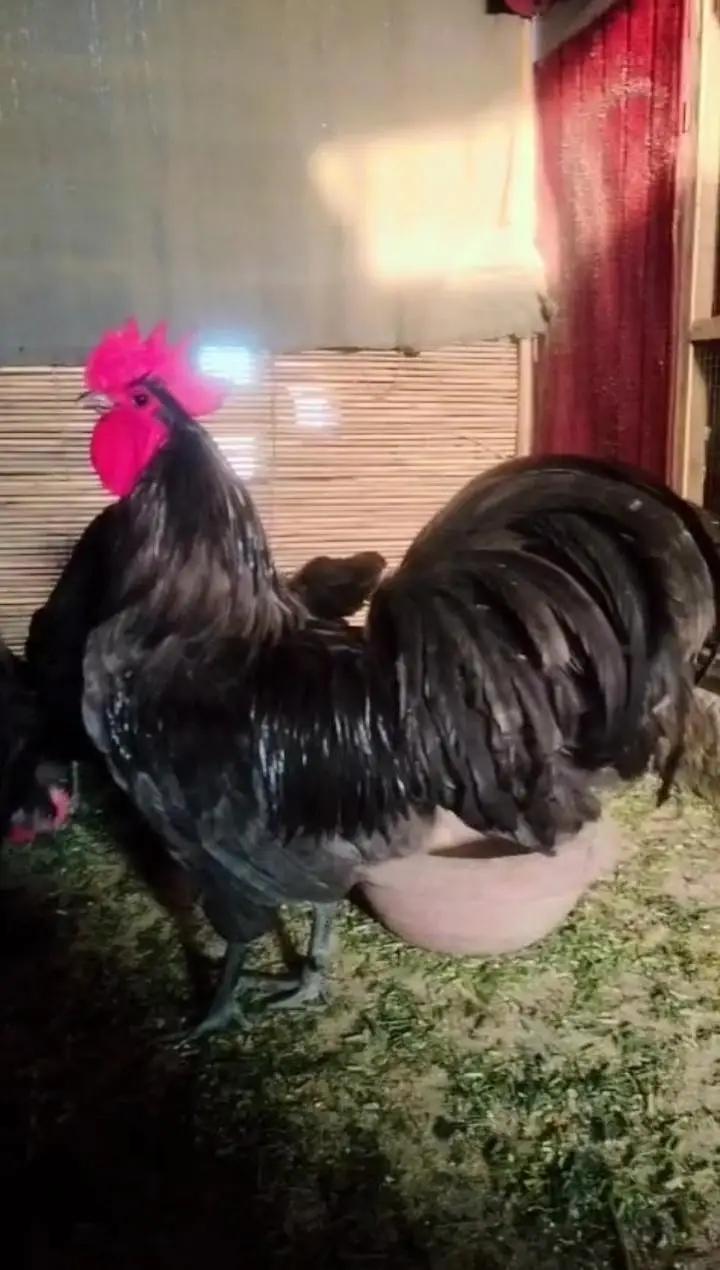 Australorp heritage fresh and fertile eggs available — photo 3