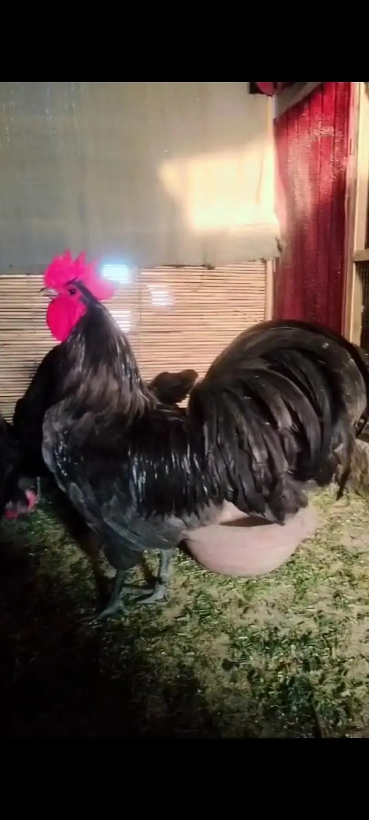 Australorp heritage fresh and fertile eggs available — photo 4