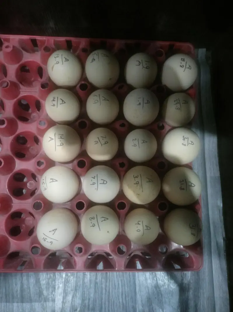 Australorp heritage fresh and fertile eggs available — photo 5