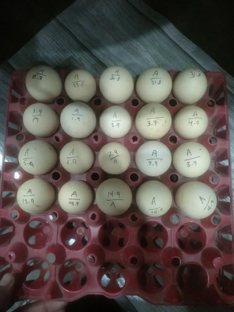 Australorp heritage fresh and fertile eggs available — photo 6