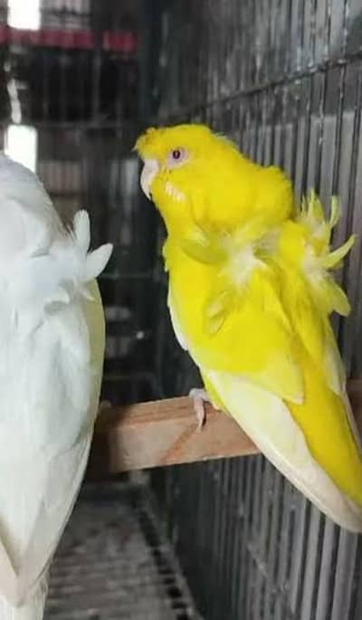 Hogoromo Lutino Red Eyes Hogoromo double flower size working female