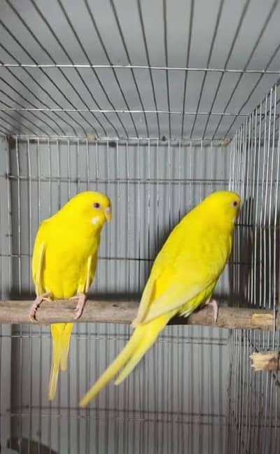Yellow Red Eyes king size Budgies and Fellow Budgies for budgies lover