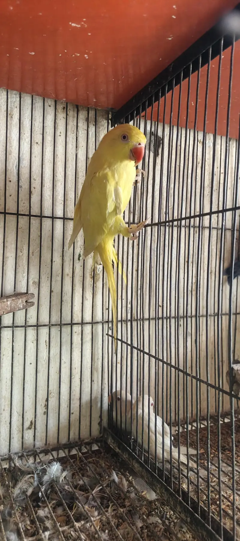 Yellow female for sale