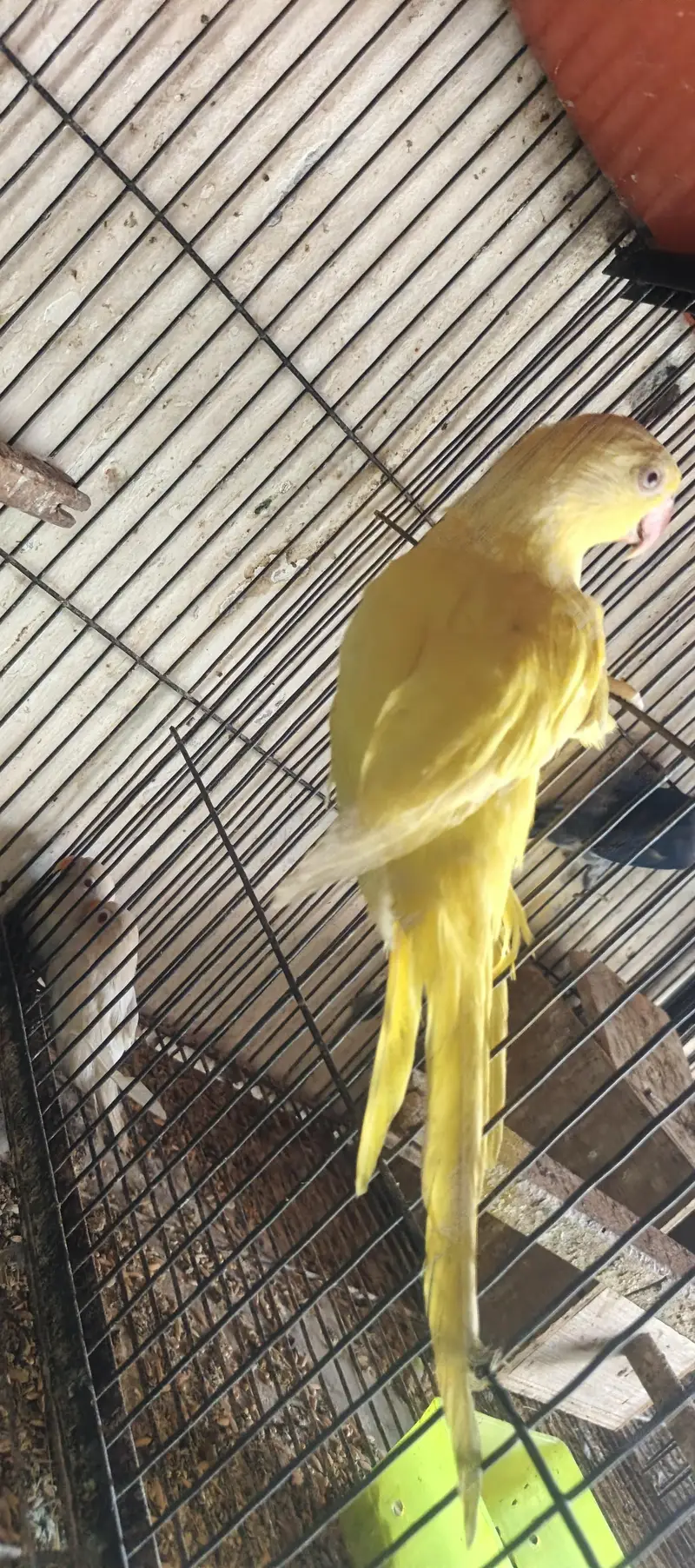 Yellow female for sale — photo 2