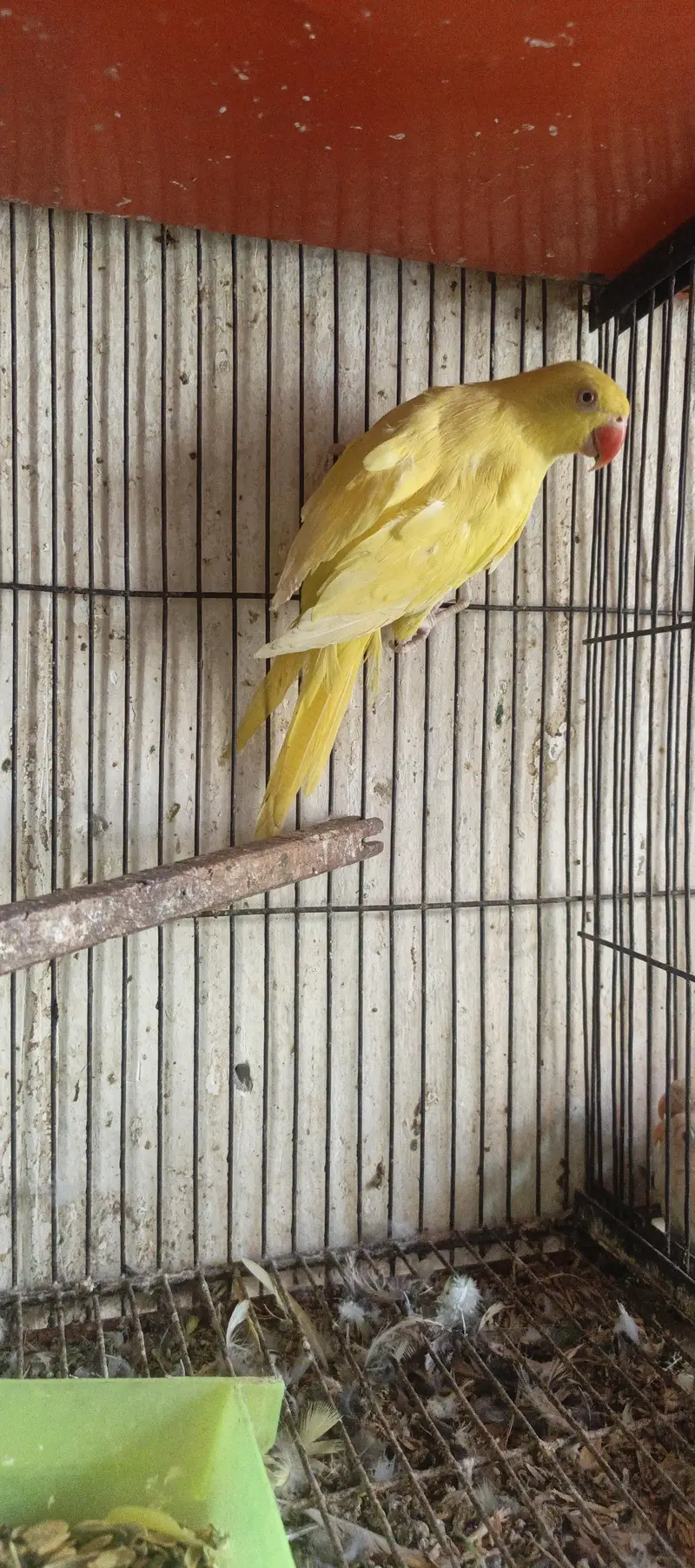 Yellow female for sale — photo 3