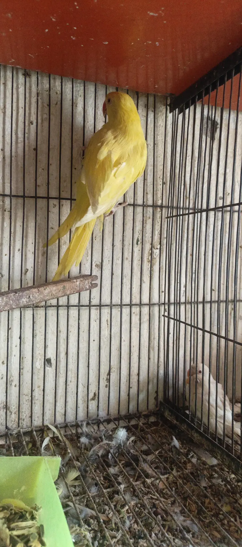 Yellow female for sale — photo 4