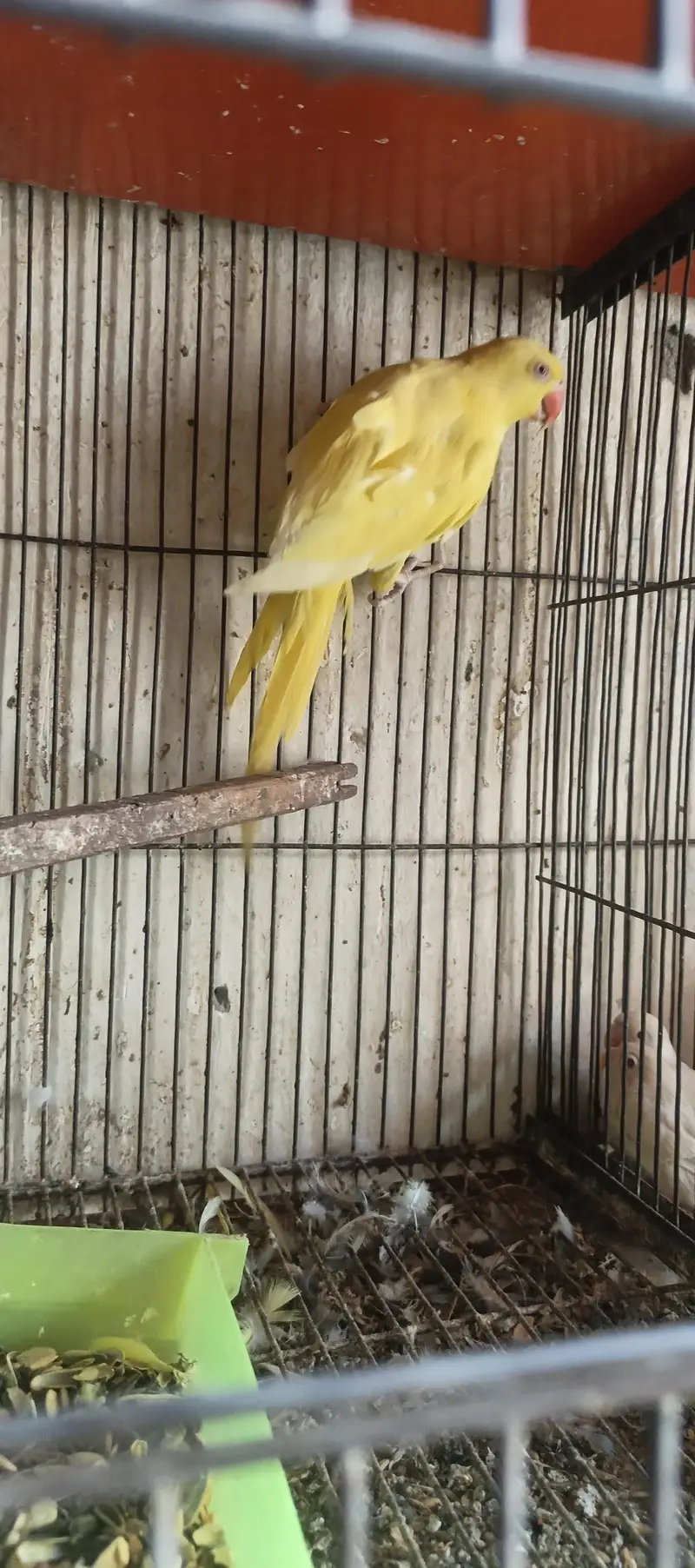 Yellow female for sale — photo 5