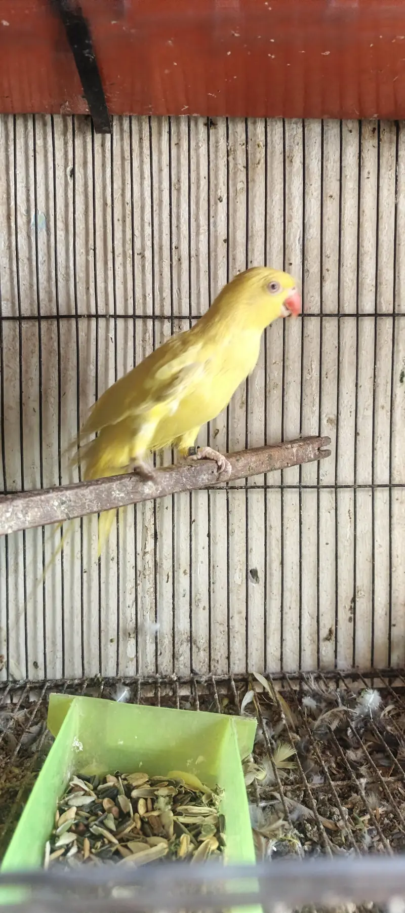 Yellow female for sale — photo 6