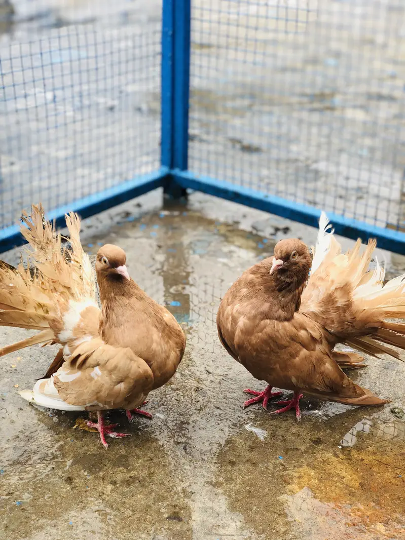 Confirm breeder pair achi quality ma hain breeder 100%