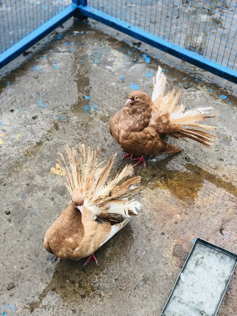 Confirm breeder pair achi quality ma hain breeder 100% — photo 2