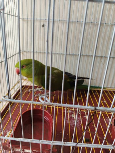 Females bolny wali green parrot