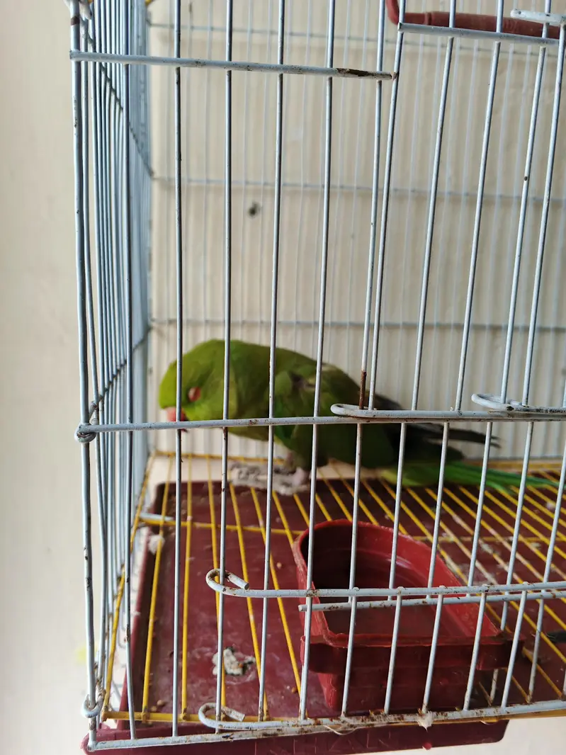 Females bolny wali green parrot — photo 2