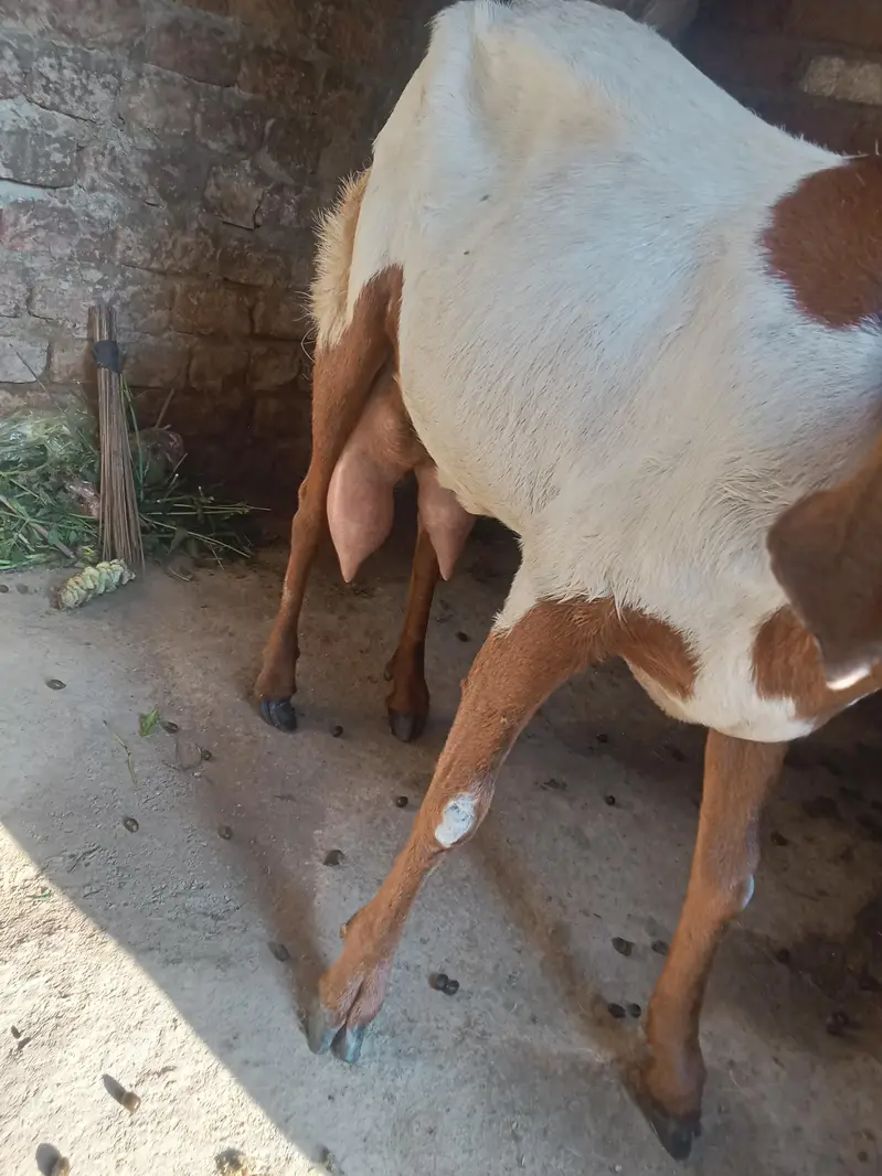 mo  6 danta ha 1nar 1 mady dod ma by aja ha — photo 2