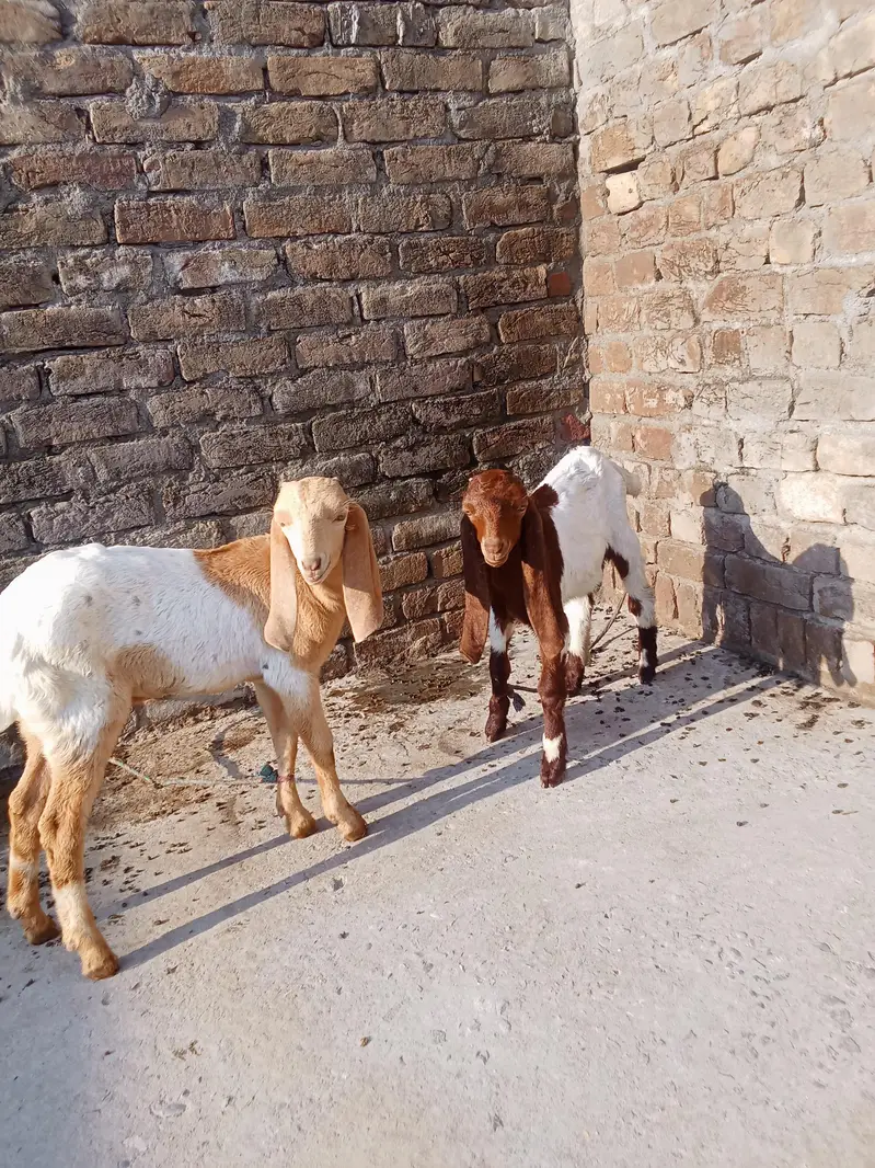 mo  6 danta ha 1nar 1 mady dod ma by aja ha — photo 3