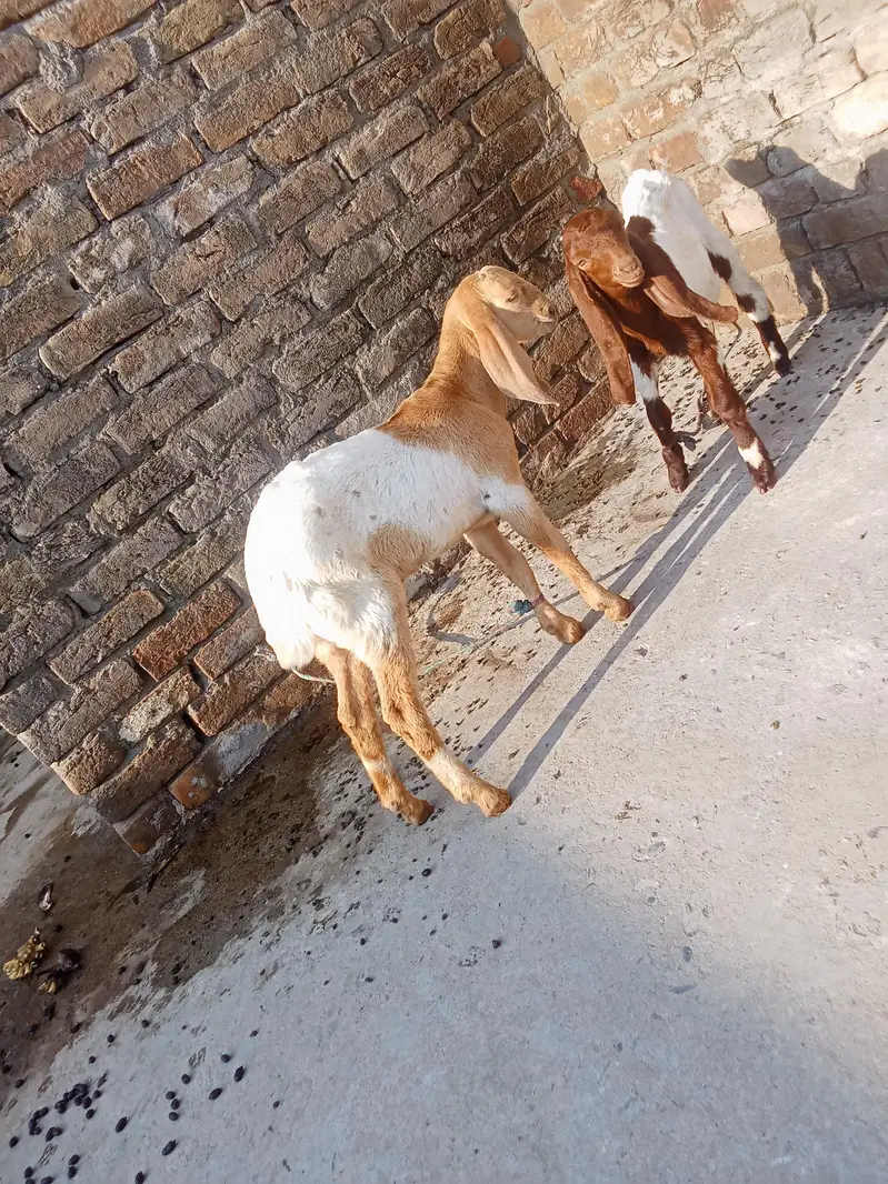 mo  6 danta ha 1nar 1 mady dod ma by aja ha — photo 4