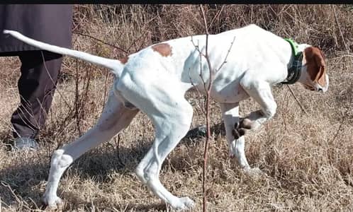 English pointer important dog