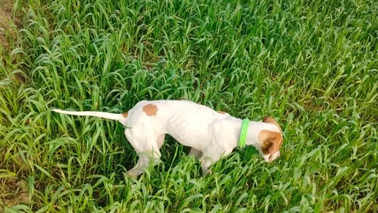 English pointer important dog: only WhatsApp nbr 03041602861 — photo 2