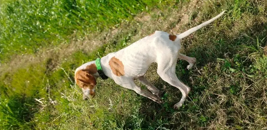 English pointer important dog: only WhatsApp nbr 03041602861 — photo 3