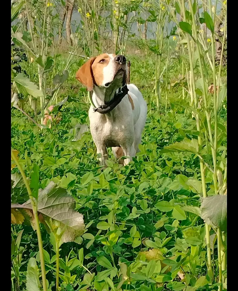 English pointer important dog: only WhatsApp nbr 03041602861 — photo 4