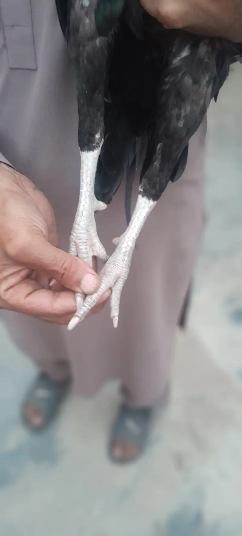 aseel — photo 2