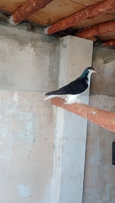black mukhi breeder female's 2 end black Lahore sherazi pair available