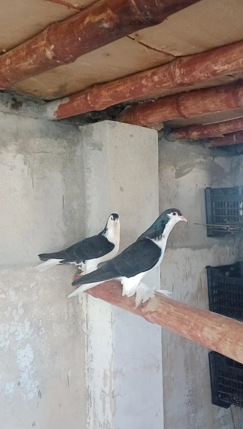 black mukhi breeder female's 2 end black Lahore sherazi pair available — photo 2