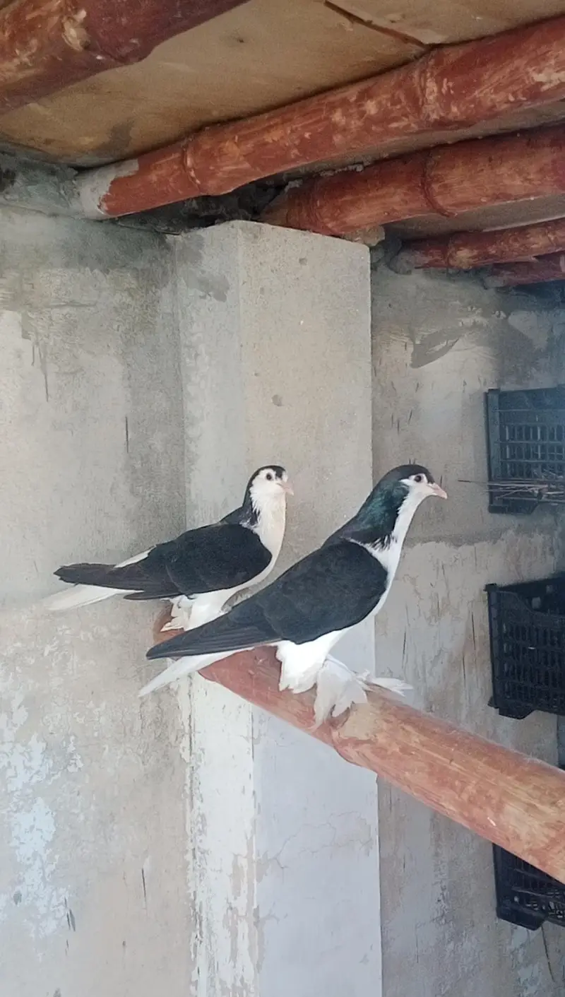 black mukhi breeder female's 2 end black Lahore sherazi pair available — photo 3