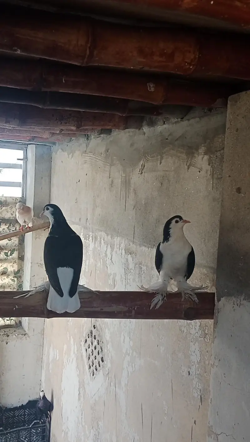 black mukhi breeder female's 2 end black Lahore sherazi pair available — photo 4