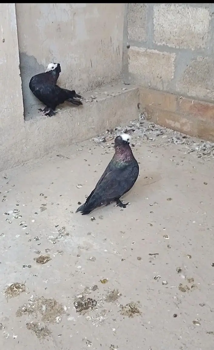black mukhi breeder female's 2 end black Lahore sherazi pair available — photo 5