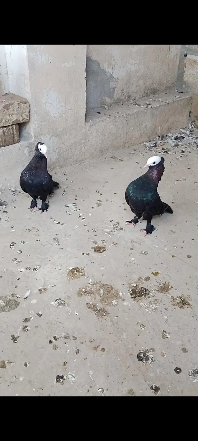 black mukhi breeder female's 2 end black Lahore sherazi pair available — photo 6