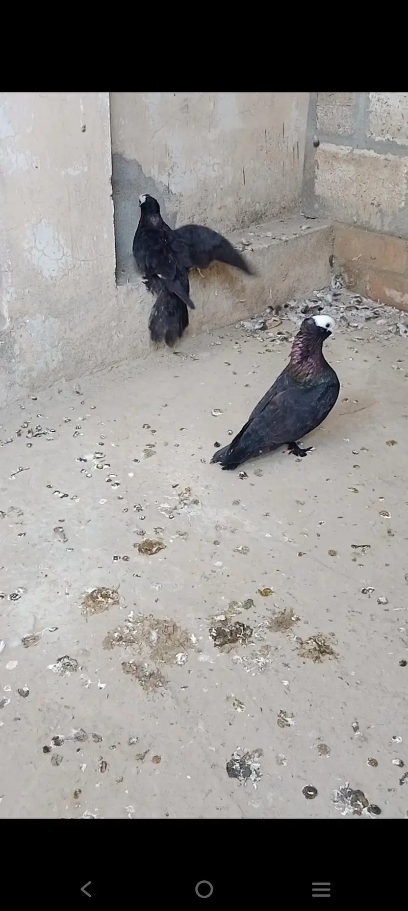 black mukhi breeder female's 2 end black Lahore sherazi pair available — photo 7