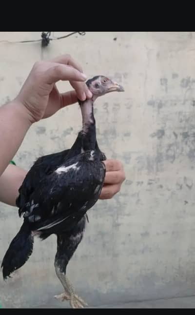 aseel | dragon aseel | thai aseel | pama aseel | aseel chicks