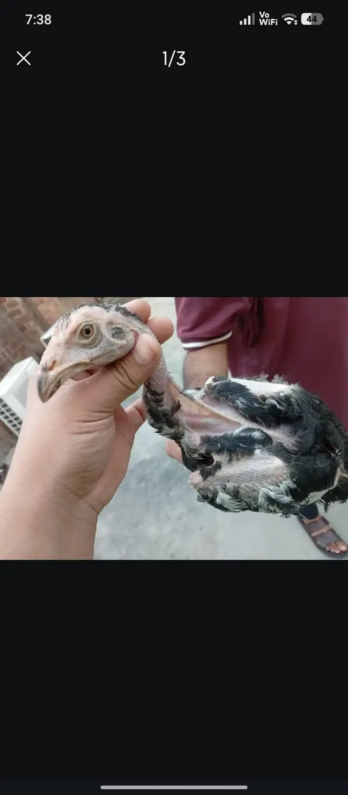aseel | dragon aseel | thai aseel | pama aseel | aseel chicks — photo 2