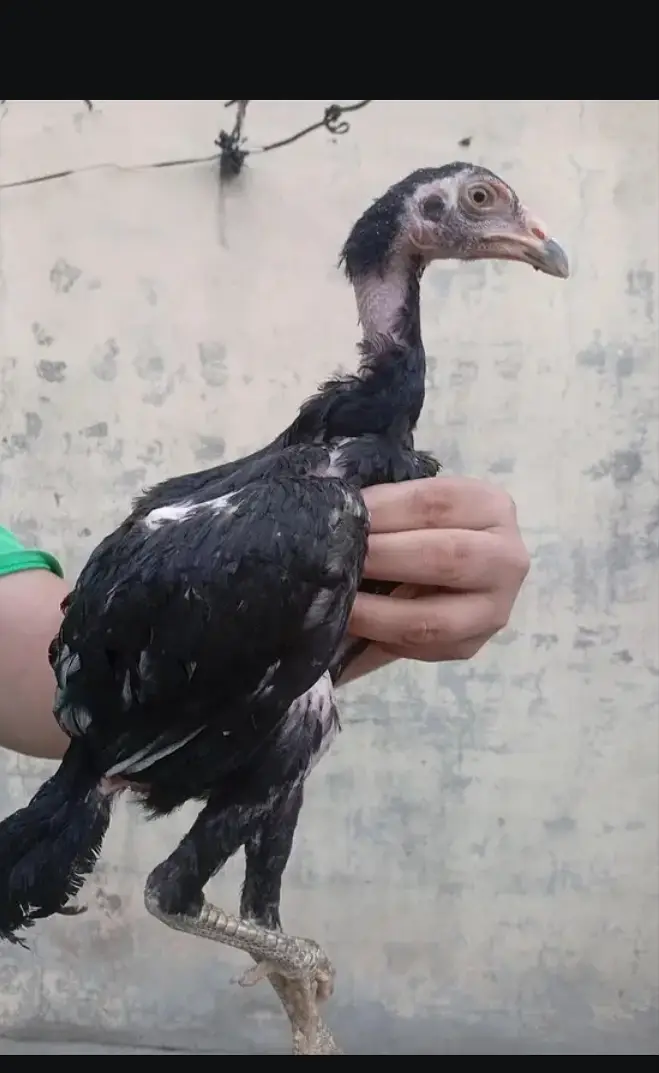 aseel | dragon aseel | thai aseel | pama aseel | aseel chicks — photo 3