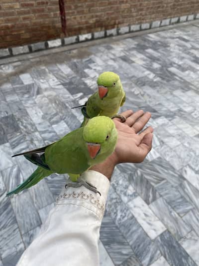 Green parrot hand team full