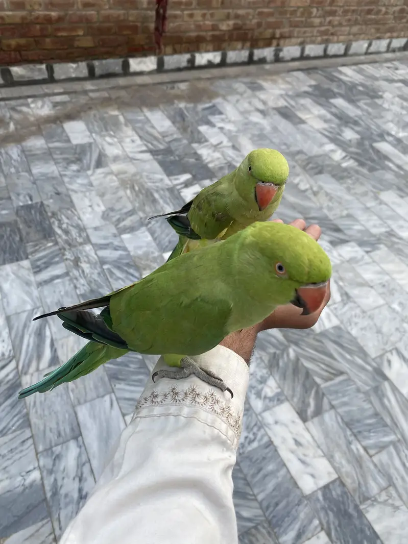 Green parrot hand team full — photo 2