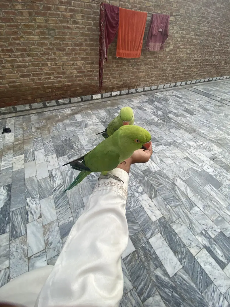Green parrot hand team full — photo 3