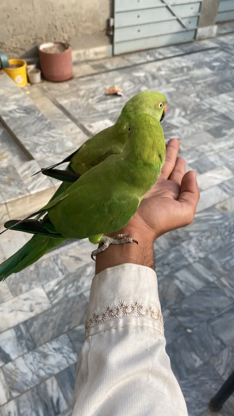 Green parrot hand team full — photo 4