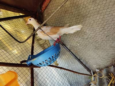 All doves for sale