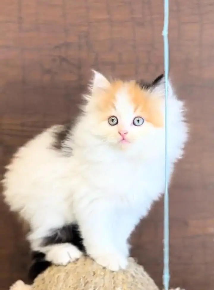 Persian cat triple coat Punch face vaccineated delivery available — photo 3
